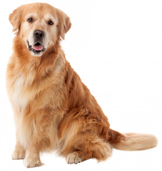 Golden retriever dog sitting and looking at the camera with mouth slightly open, isolated on a white background.